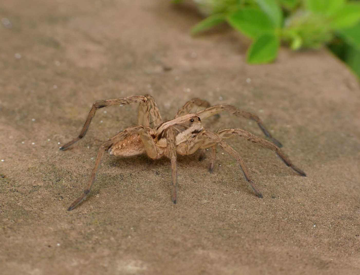 Giovane Hogna radiata